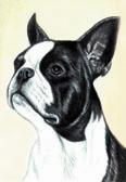 Boston Terrier